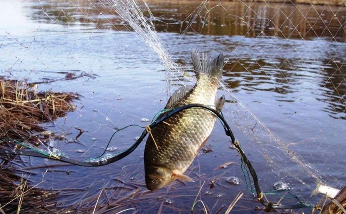 На Київщині браконьєр наловив риби на понад 100 тисяч гривень - зображення