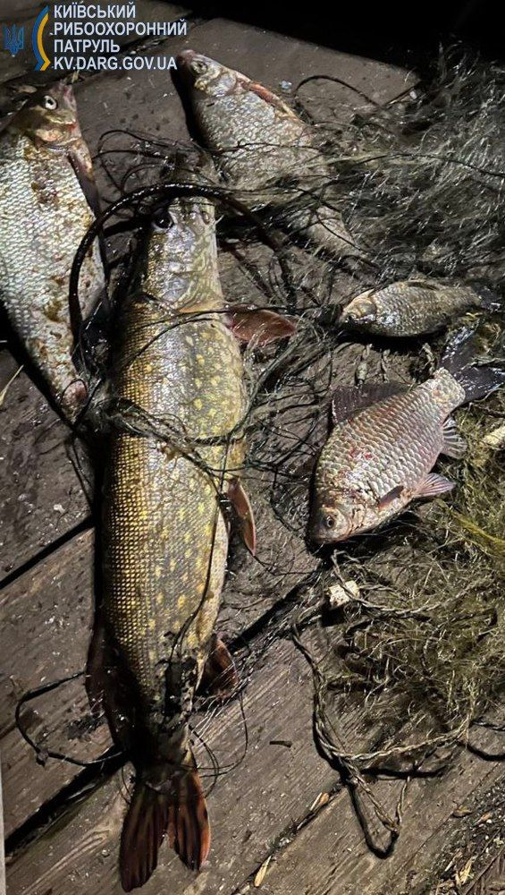 На Київщині браконьєри наловили риби на понад мільйон гривень - 1 - зображення