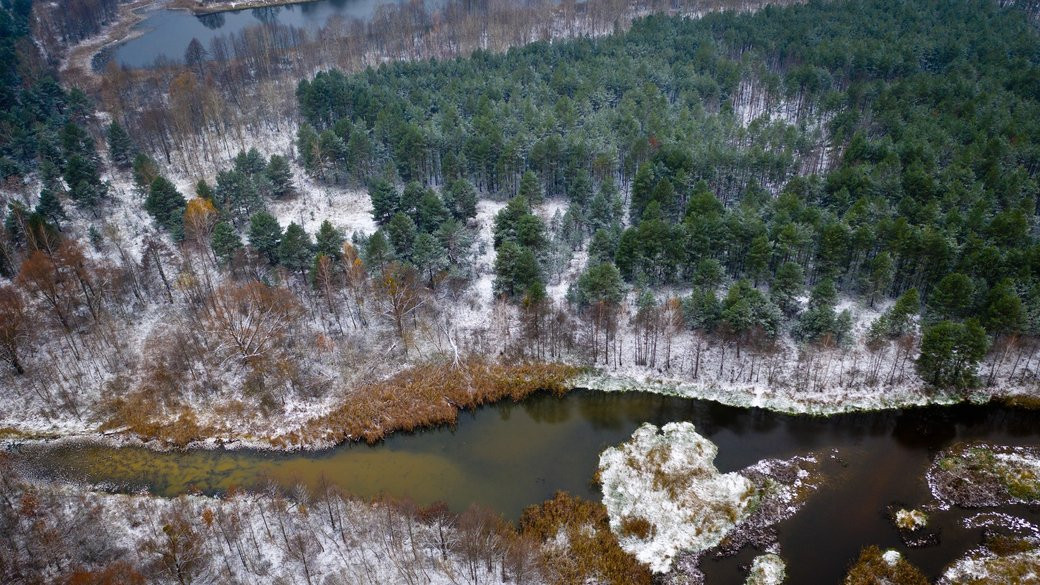 Довкола Чорнобиля незаконно рубають дерева та розорюють землі - зображення