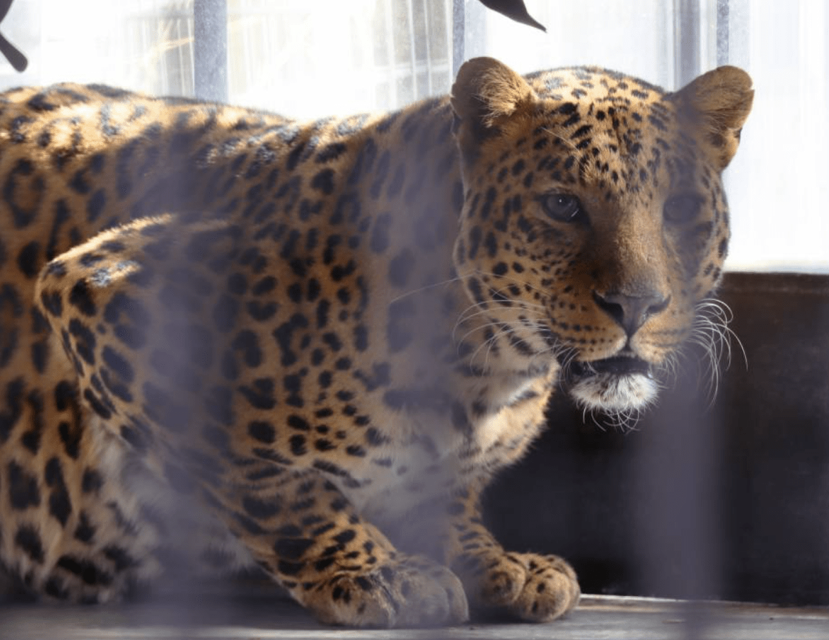 Леопард Брейв з Центру порятунку тепер житиме в Іспанії - зображення