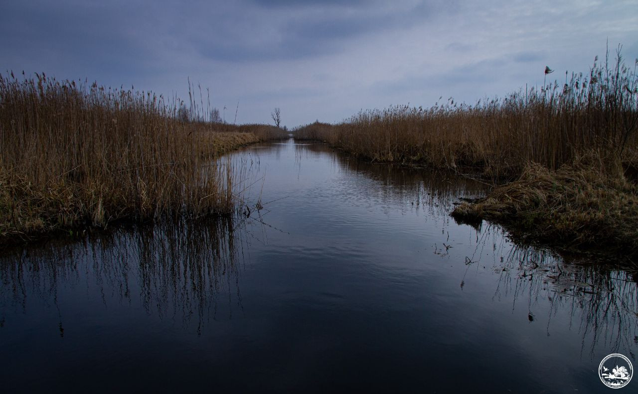 У Чорнобильському заповіднику хочуть відновити болота - зображення