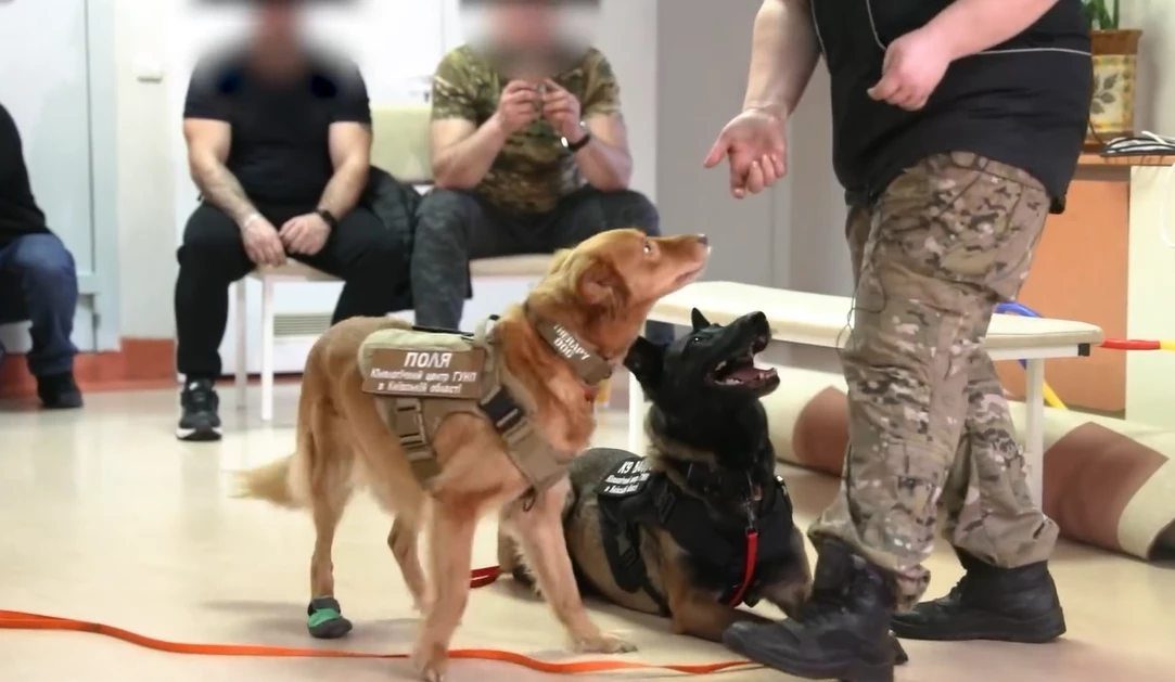 Собаки з кінологічного центру поліції Київщини допомагають у реабілітації військових - зображення