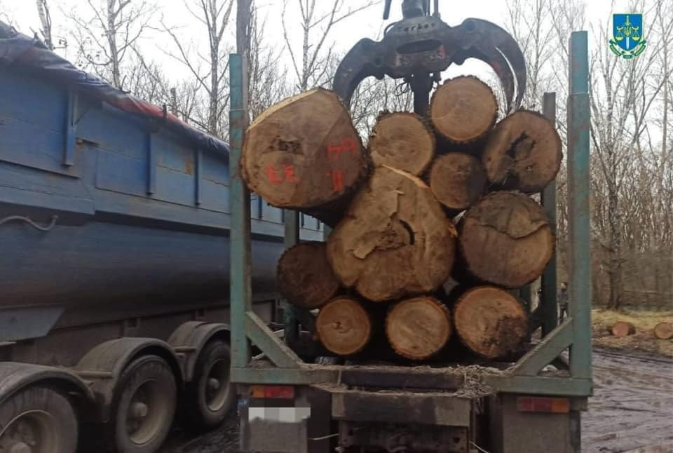 Суд обрав запобіжні заходи для п’ятьох підозрюваних у вирубці дерев у Чорнобильському заповіднику - зображення