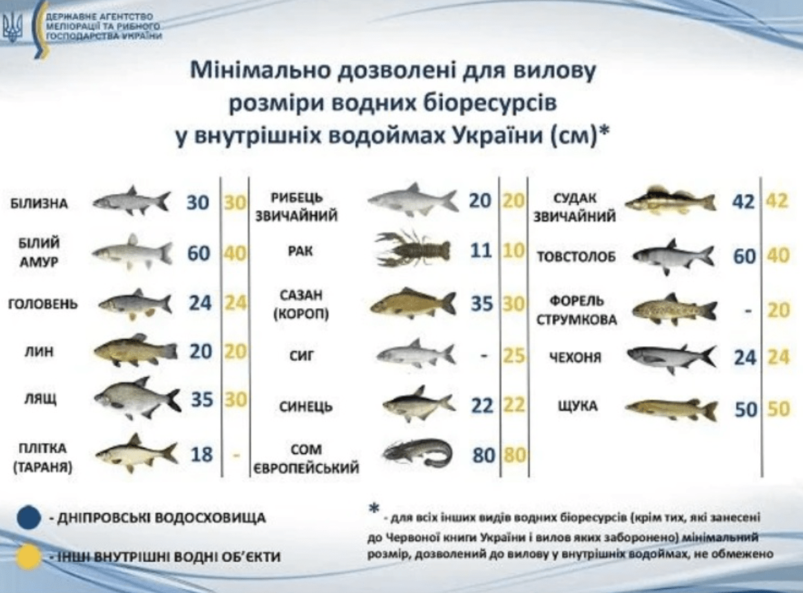 Заборона на вилов риби весною: що потрібно знати - зображення