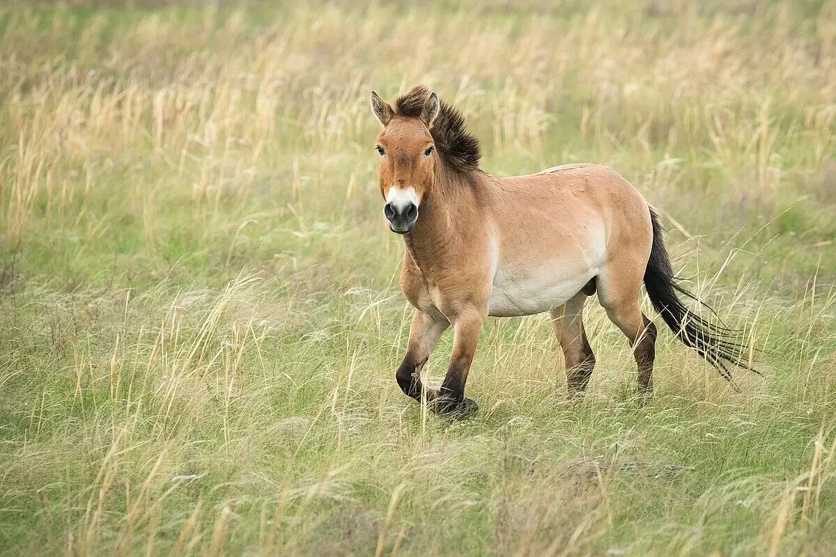 У районі Чорнобиля від російської міни загинув червонокнижний кінь - зображення