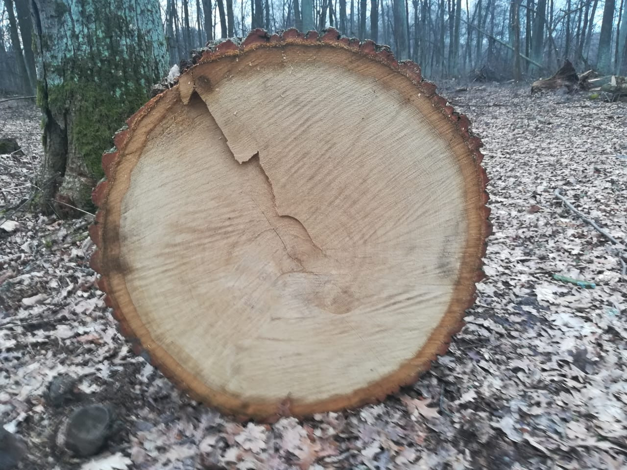 У національному парку 