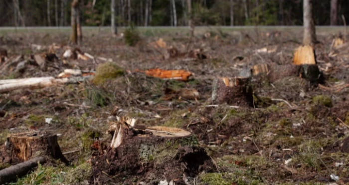 У зоні відчуження ЧАЕС під виглядом санітарної рубки незаконно зрізали дерев на 120 млн грн - зображення