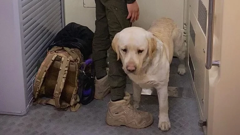 Військовому довелося їхати у тамбурі потягу через велику собаку - зображення