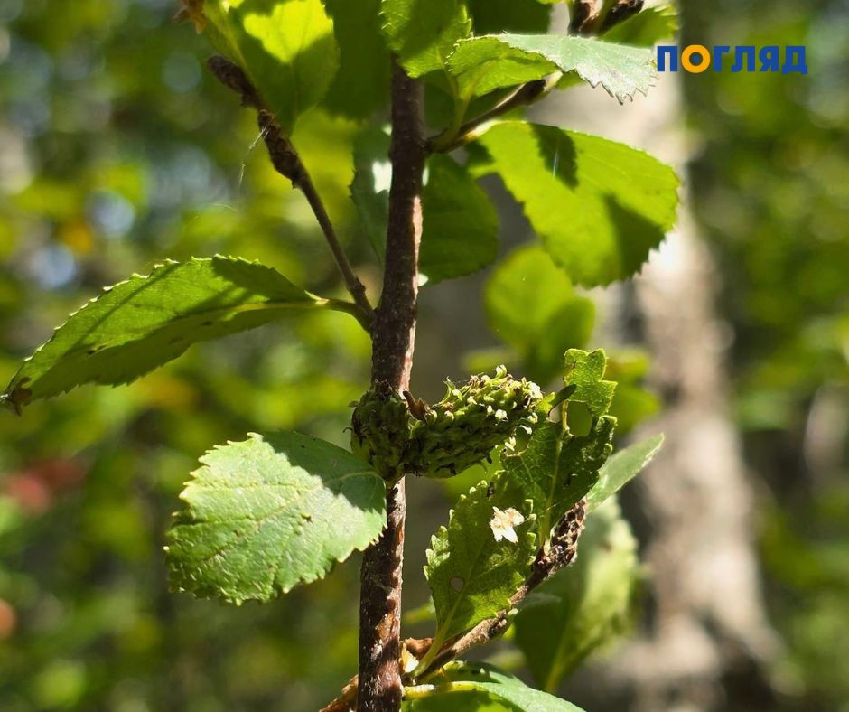 Романівське болото: Притулок біорізноманіття в серці природи (ФОТО) - 1 - зображення