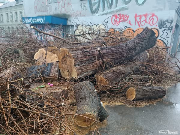 Володимир Ветроградський: Чому спиляли 72-річну шовковицю на Межигірській? - зображення