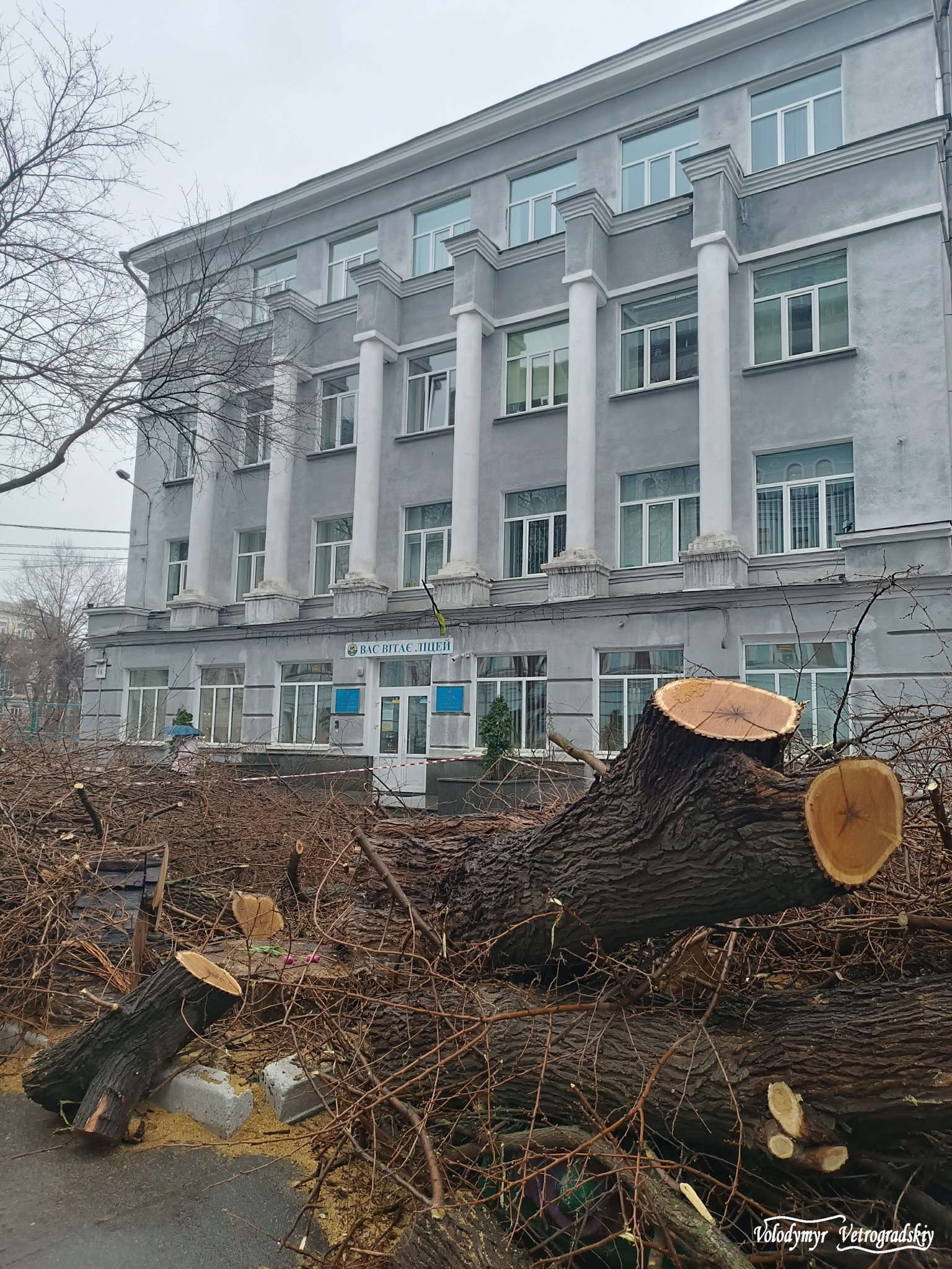 Володимир Ветроградський: Чому спиляли 72-річну шовковицю на Межигірській? - зображення