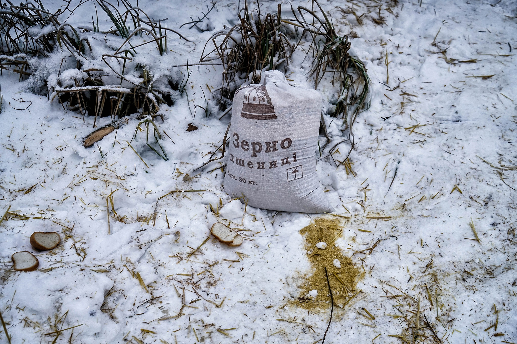 Олена Гром: Наша національна особливість допомагати автоматично, без зайвих слів та інструкцій - 1 - зображення