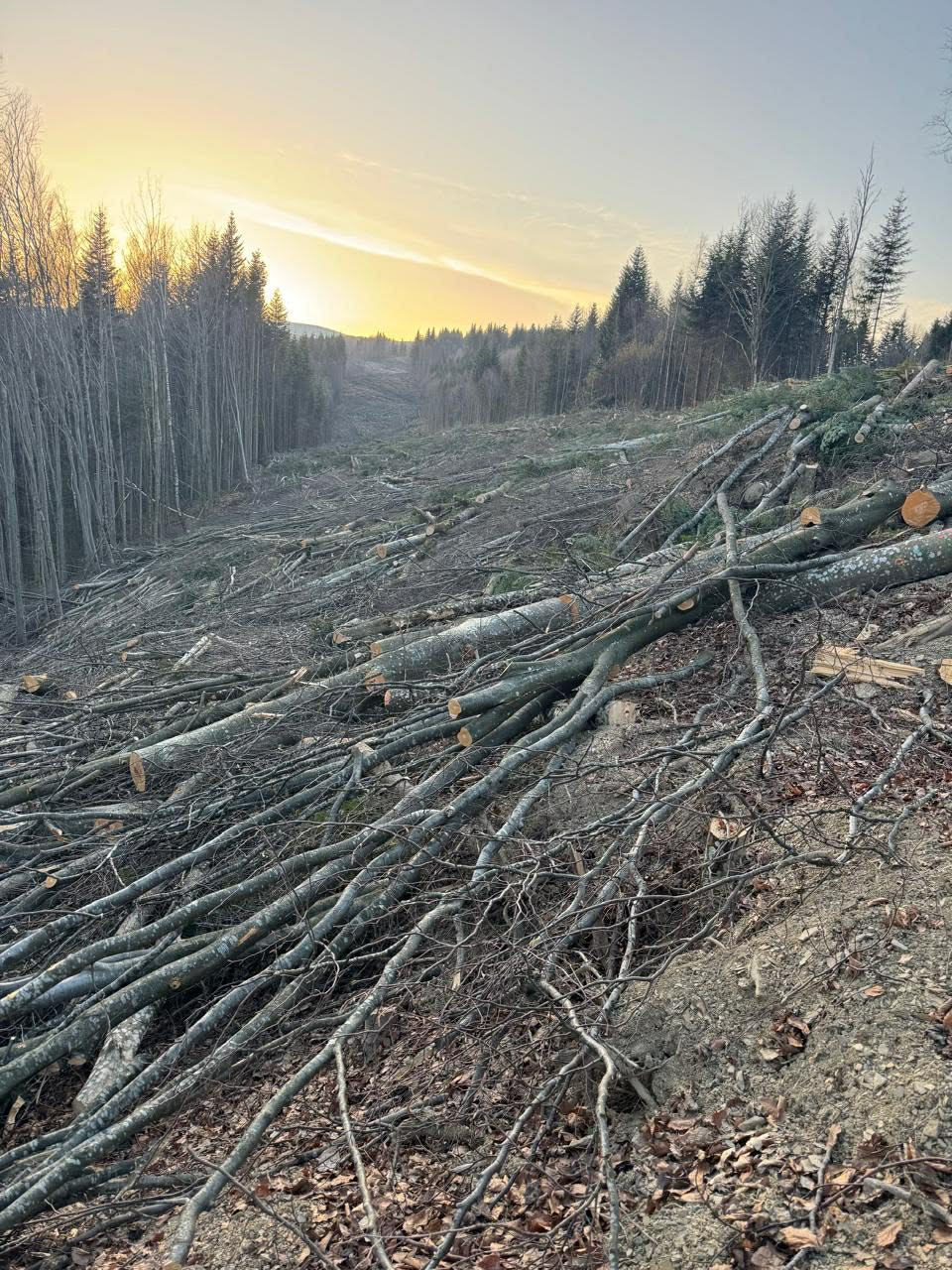 Катерина Чугаєва: Підпиши петицію — врятуй Карпати від екологічної катастрофи під прикриттям 