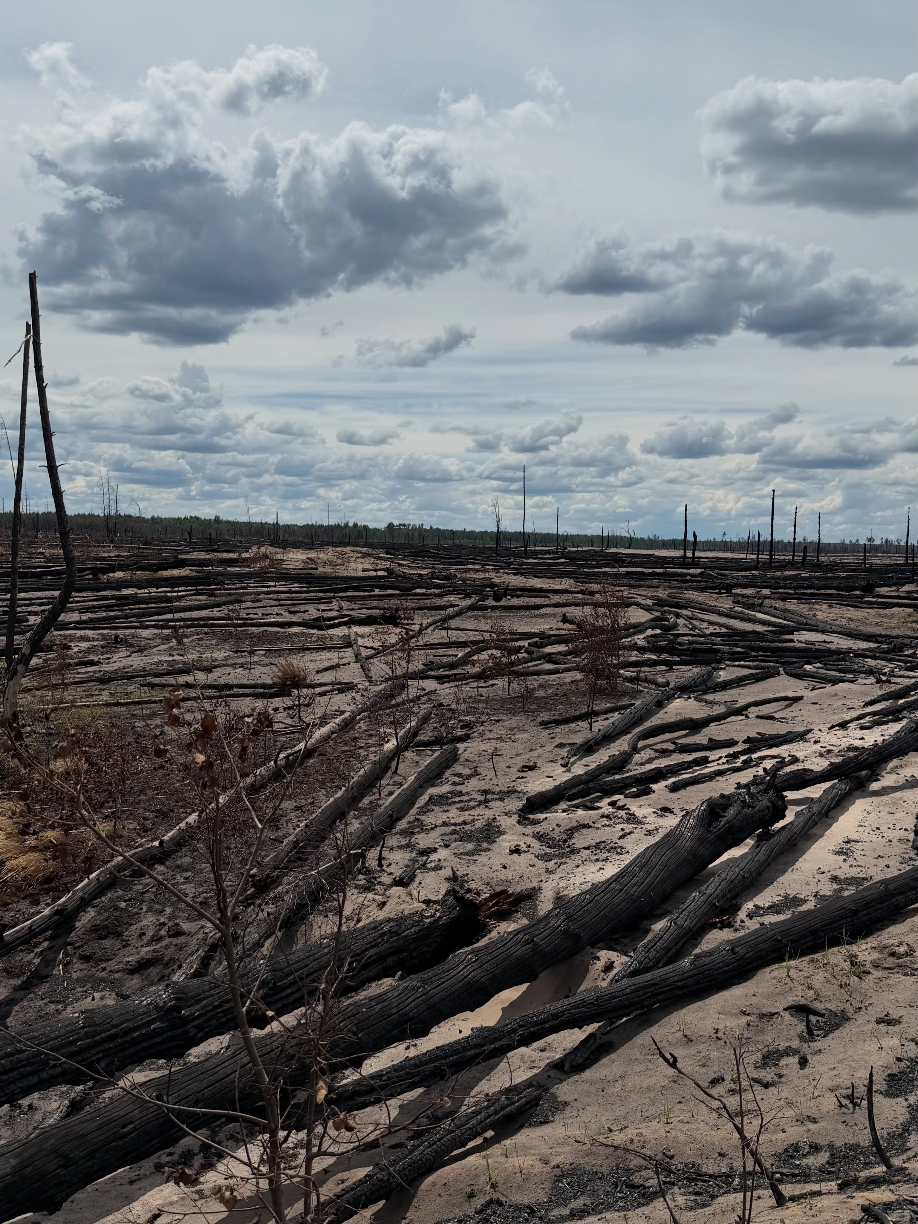 Олеся Моргунець-Ісаєнко: Чорнобильському заповіднику знадобляться десятиліття на відновлення після пожеж, спричинених війною - зображення