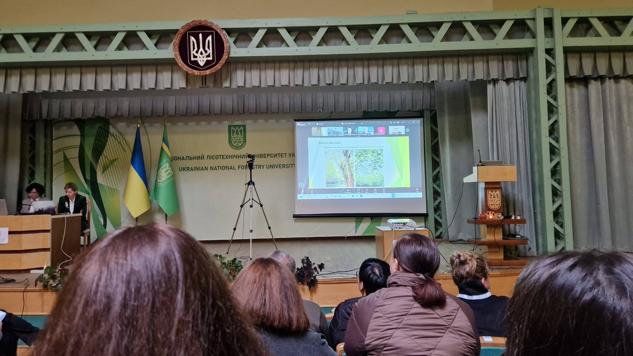 Ольга Леонова: Прихована загроза: як розпізнати ясеневу златку до того, як дерево загине - зображення