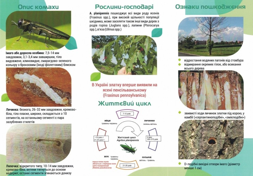 Ольга Леонова: Прихована загроза: як розпізнати ясеневу златку до того, як дерево загине - зображення