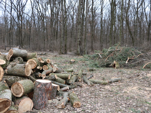 Скандальне рішення про вирубку дерев у білоцерківському Гайку відмінили
