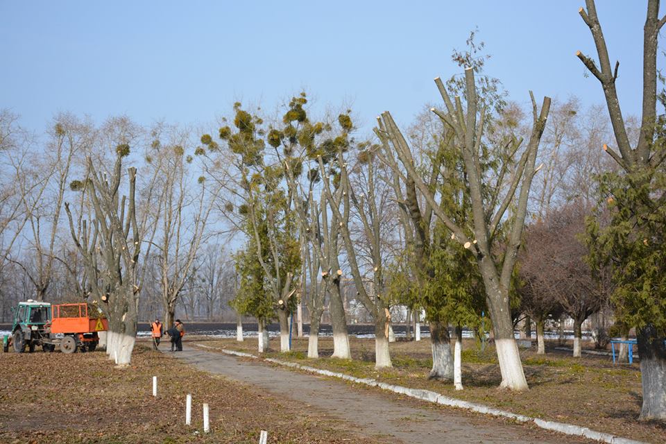  На Миронівщині взялися за кронування дерев 