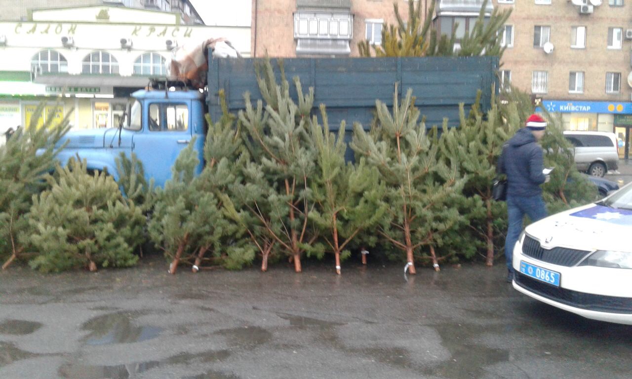 Житель Василькова продавав новорічні дерева з порушенням
