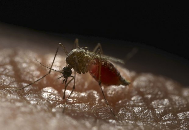 Щоб зупинити передачу вірусу денге, вчені «вживили» антитіла комарям
